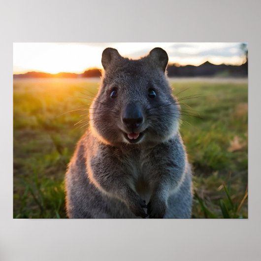 Quokka's Sunset Smile Poster (Voorkant)