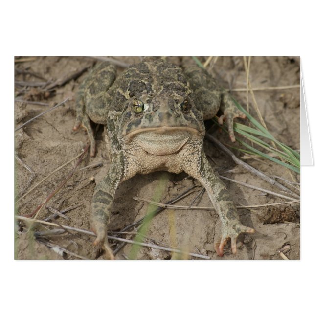 R10 Prairie Toad (Voorkant Horizontaal)
