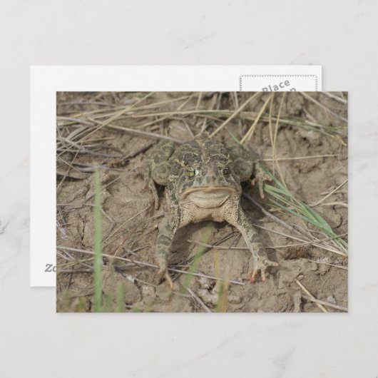 R10 Prairie Toad Briefkaart (Voorkant / Achterkant)