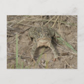 R10 Prairie Toad Briefkaart (Voorkant)