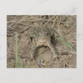 R10 Prairie Toad Briefkaart