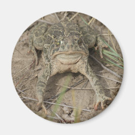 R10 Prairie Toad Magneet