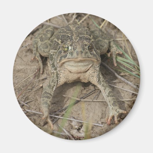 R10 Prairie Toad Magneet (Voorkant)