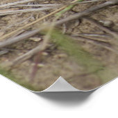 R10 Prairie Toad Poster (Hoek)