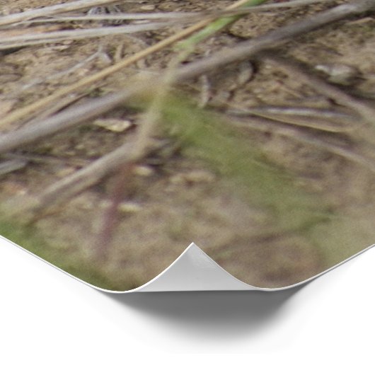 R10 Prairie Toad Poster (Hoek)