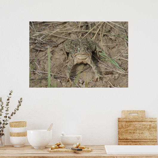 R10 Prairie Toad Poster (Keuken)