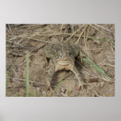 R10 Prairie Toad Poster (Voorkant)