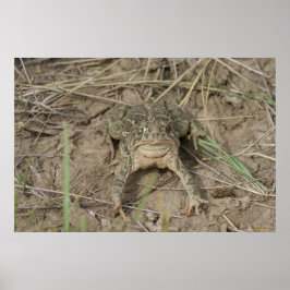 R10 Prairie Toad Poster