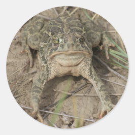 R10 Prairie Toad Ronde Sticker