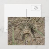R10 Prairiepadde Briefkaart (Voorkant / Achterkant)