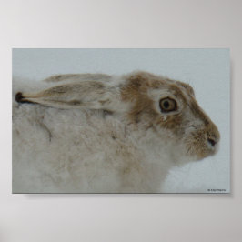 R11 Sneeuwschoehaas Kopschot Poster