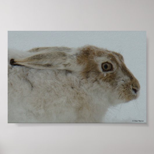 R11 Sneeuwschoehaas Kopschot Poster (Voorkant)