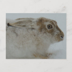 R11 Sneeuwschoenhazen Kopschot Briefkaart