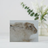 R11 Snowshoe Hare Head Shot Briefkaart (Staand voorkant)