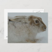 R11 Snowshoe Hare Head Shot Briefkaart (Voorkant / Achterkant)