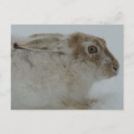 R11 Snowshoe Hare Head Shot Briefkaart
