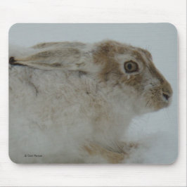 R11 Snowshoe Hare Head Shot Muismat