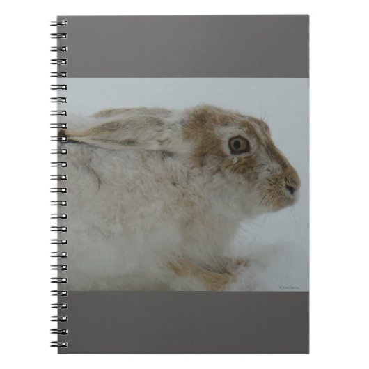 R11 Snowshoe Hare Head Shot Notitieboek (Voorkant)