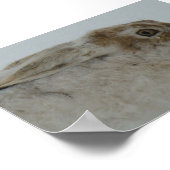 R11 Snowshoe Hare Head Shot Poster (Hoek)