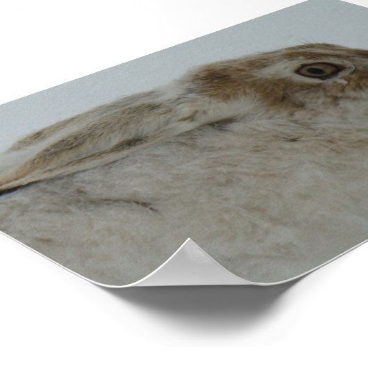 R11 Snowshoe Hare Head Shot Poster (Hoek)