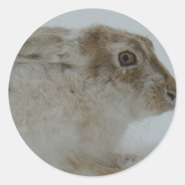 R11 Snowshoe Hare Head Shot Ronde Sticker