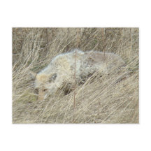 R13 Coyote in hoog gras