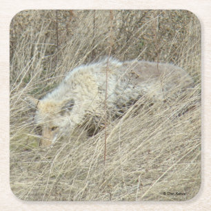 R13 Coyote in hoog gras Kartonnen Onderzetters