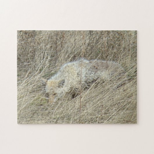 R13 Coyote in hoog gras Legpuzzel (Horizontaal)