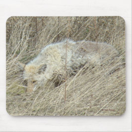 R13 Coyote in hoog gras Muismat