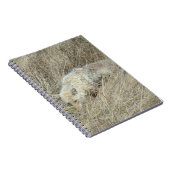 R13 Coyote in hoog gras Notitieboek (Rechterzijde)