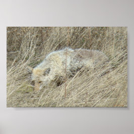R13 Coyote in hoog gras Poster