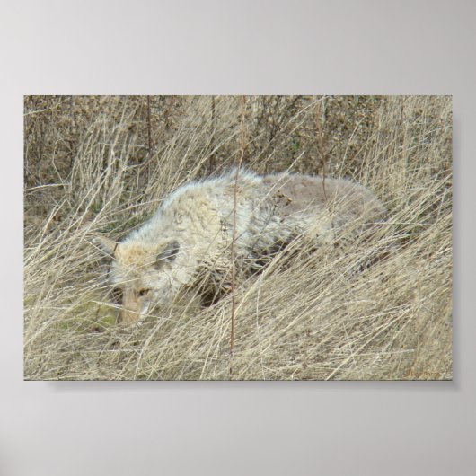 R13 Coyote in hoog gras Poster (Voorkant)