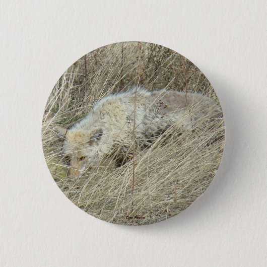 R13 Coyote in hoog gras Ronde Button 5,7 Cm (Voorkant)