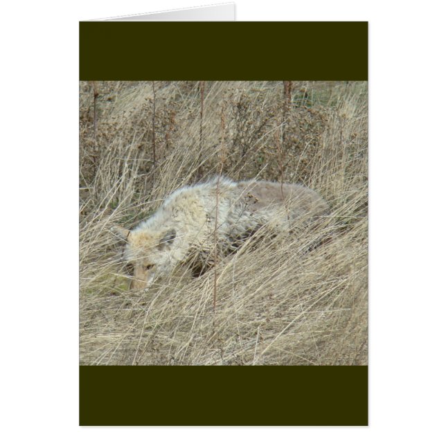 R13 Coyote in Tall Grass (Voorkant)