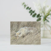 R13 Coyote in Tall Grass Briefkaart (Staand voorkant)