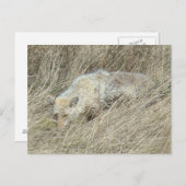 R13 Coyote in Tall Grass Briefkaart (Voorkant / Achterkant)