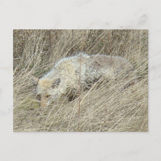 R13 Coyote in Tall Grass Briefkaart (Voorkant)