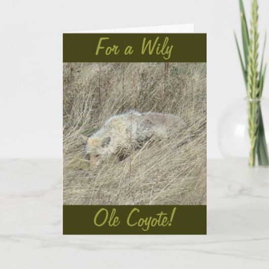 R13 Coyote in Tall Grass Kaart (Voorkant)