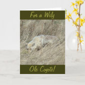 R13 Coyote in Tall Grass Kaart (Gele Bloem)