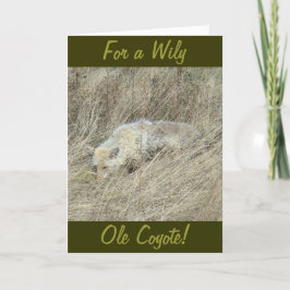 R13 Coyote in Tall Grass Kaart