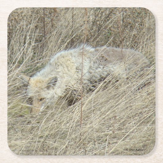 R13 Coyote in Tall Grass Kartonnen Onderzetters (Voorkant)