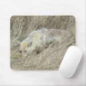 R13 Coyote in Tall Grass Muismat (Met muis)