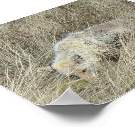 R13 Coyote in Tall Grass Poster (Hoek)