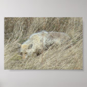 R13 Coyote in Tall Grass Poster (Voorkant)