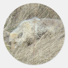 R13 Coyote in Tall Grass Ronde Sticker