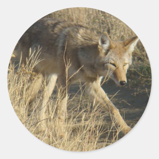 R14 Coyote Loopt Ronde Sticker (Voorkant)