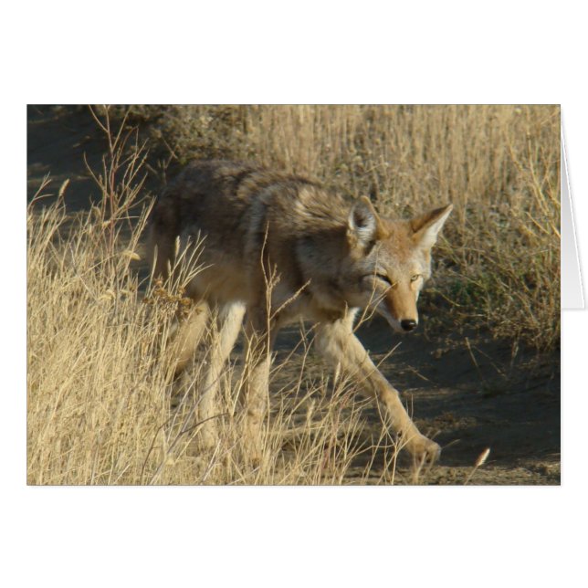 R14 Coyote Walking (Voorkant Horizontaal)