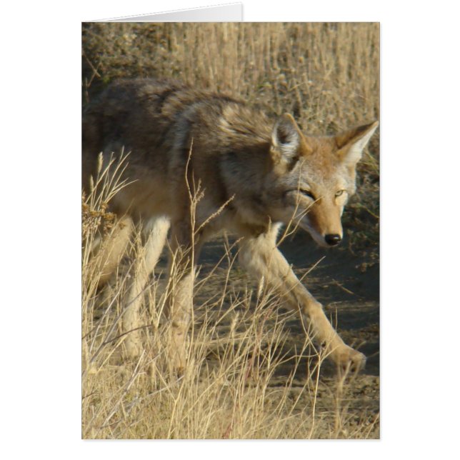 R14 Coyote Walking (Voorkant)