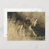 R14 Coyote Walking Briefkaart (Voorkant / Achterkant)