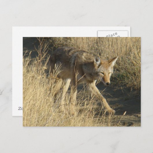 R14 Coyote Walking Briefkaart (Voorkant / Achterkant)